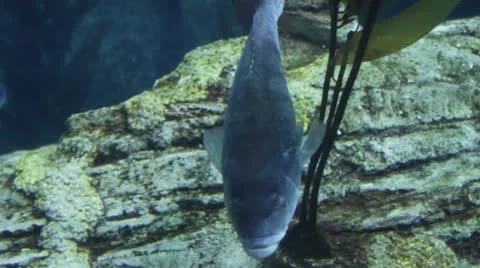 Fish14 Stock Footage 10873784