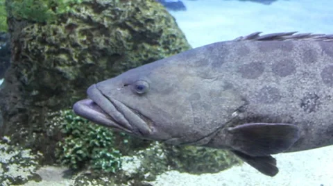 Fish15 1 Stock Footage 7754727