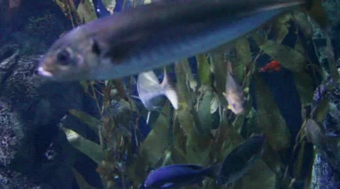 Fish15 Stock Footage 10874622