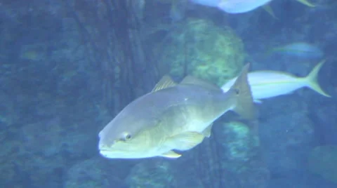 Fish16 1 Stock Footage 7754751