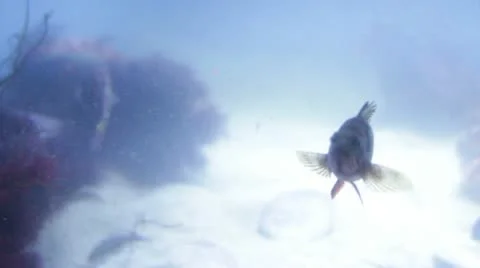Fish16 Stock Footage 10874692