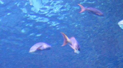 Fish17 1 Stock Footage 7754764