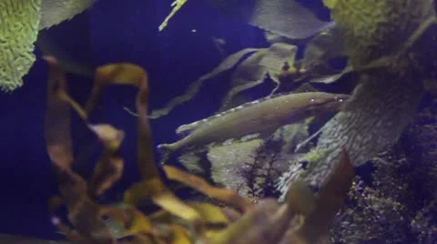 Fish17 Stock Footage 10873789