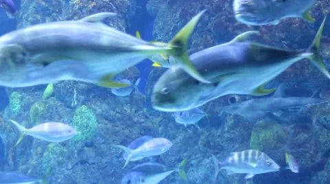 Fish18 1 Video stock 7754789