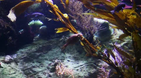 Fish18 Stock Footage 10873818