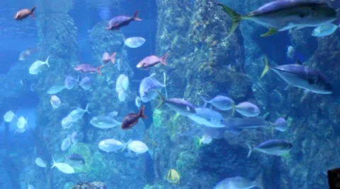 Fish19 1 Stock Footage 7754813