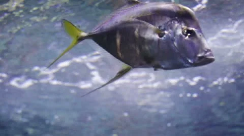 Fish19 Stock Footage 10874591