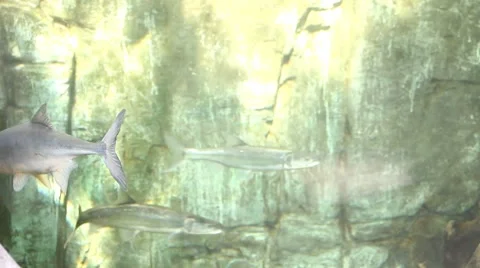 Fish2 1 Stock Footage 7754293