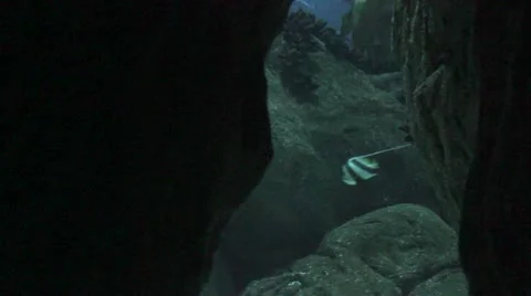 Fish2 Stock Footage 10900174