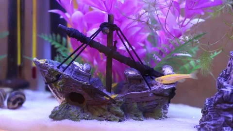 Fish2 Stock Footage 169299504