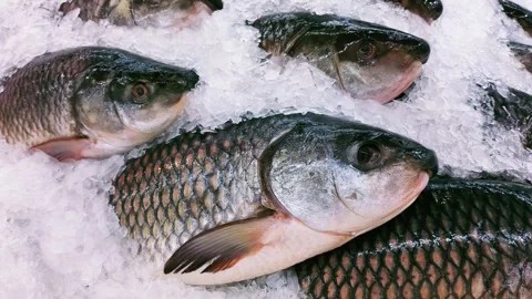 Fish2 Vidéo 339259385