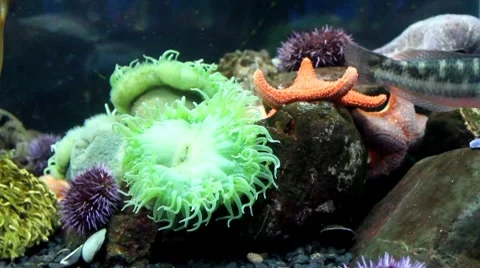 Fish20 1 Stock Footage 7754835