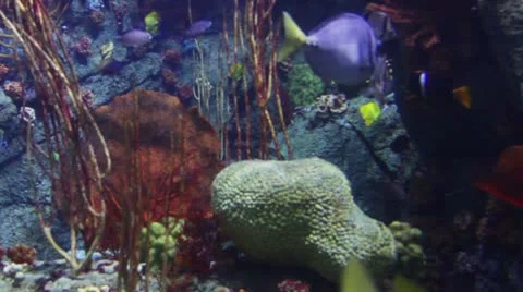 Fish20 Stock Footage 10873902
