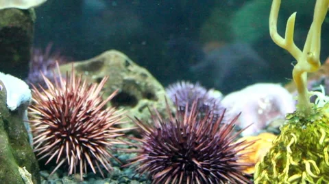 Fish21 1 Stock Footage 7754856