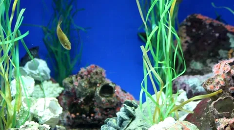 Fish22 1 Stock Footage 7754879