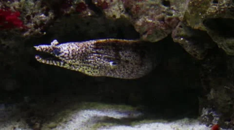 Fish22 Video stock 10873787