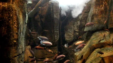 Fish23 1 Stock Footage 7754900