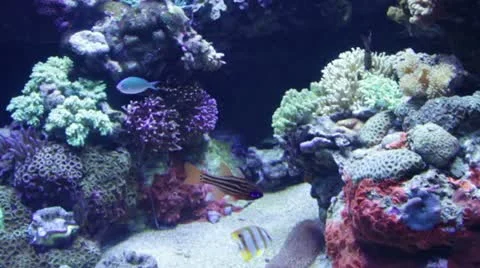 Fish23 Stock Footage 10873927