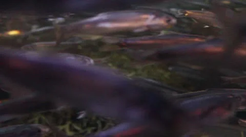 Fish24 Video stock 10874593