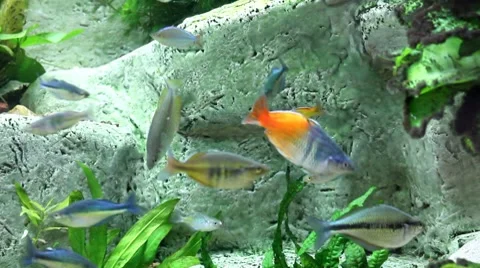 Fish25 1 Video stock 7754940
