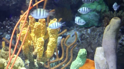 Fish26 1 Video stock 7754963