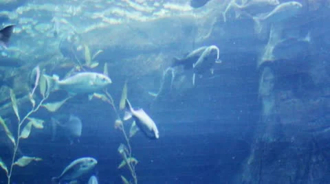 Fish26 Stock Footage 10873891