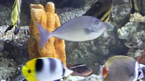 Fish27 1 Stock Footage 7755047