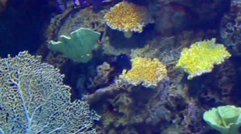 Fish27 Stock Footage 10874625