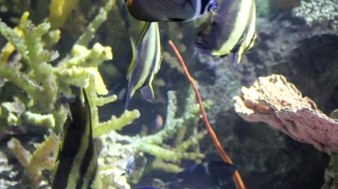 Fish28 1 Stock Footage 7755062