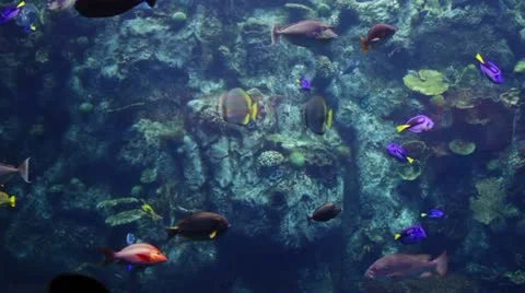 Fish28 Stock Footage 10874855
