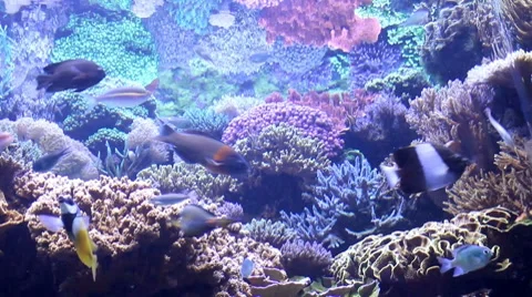 Fish29 1 Video stock 7755106