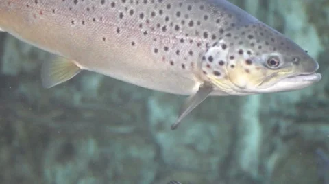 Fish3 1 Stock Footage 7754311