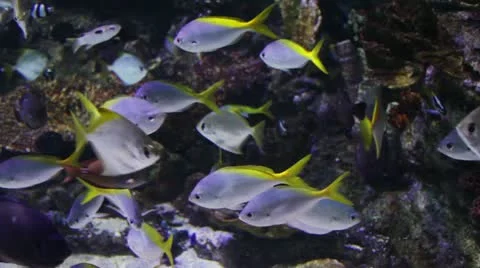 Fish3 Stock Footage 10873558