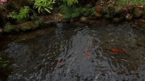 Fish(3) Video stock 282768320