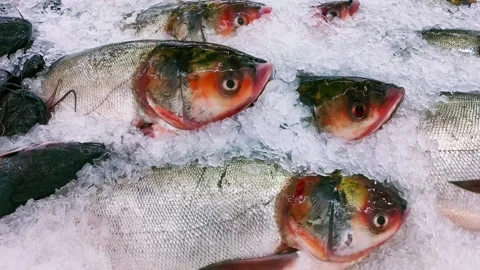 Fish3 Vídeo Stock 339259392