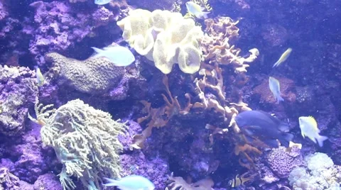 Fish30 1 Stock Footage 7755134