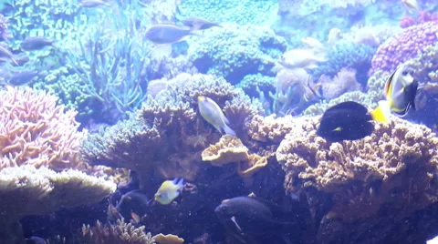 Fish31 1 Video stock 7755151