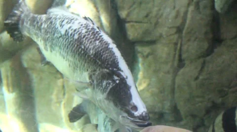 Fish32 1 Stock Footage 7755163