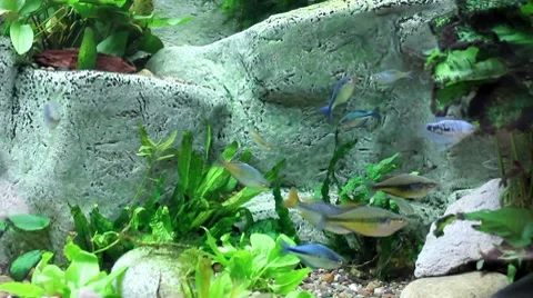 Fish33 1 Stock Footage 7755193