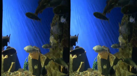 Fish3d.movie.mp4 Stock Footage 24278139