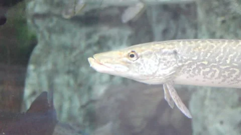 Fish4 1 Stock Footage 7754332
