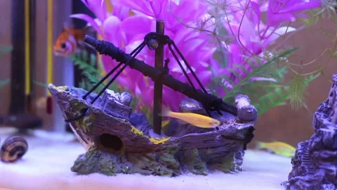 Fish4 Stock Footage 169299452