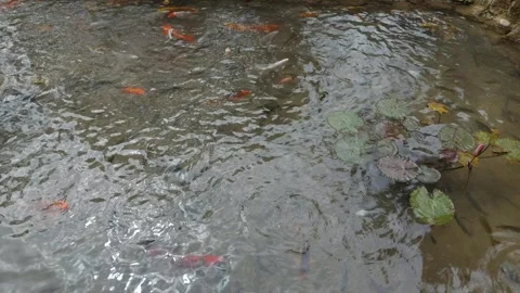 Fish(4) Stock Footage 282768330