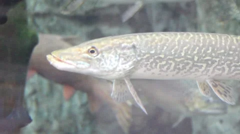 Fish5 1 Stock Footage 7754349