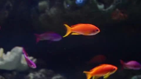 Fish5 Stock Footage 10873480