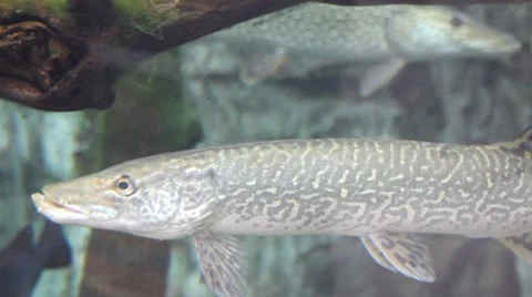 Fish6 1 Stock Footage 7754382