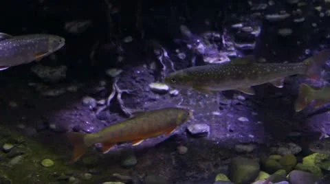 Fish6 Stock Footage 10874577