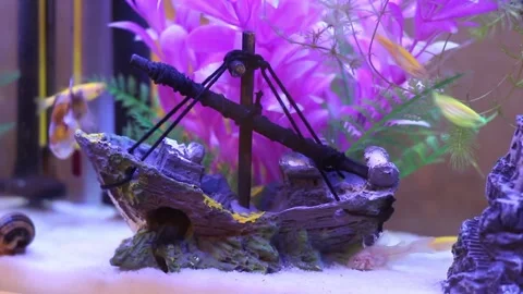 Fish6 Stock Footage 169299537