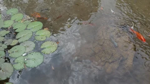 Fish(6) Video stock 282768322