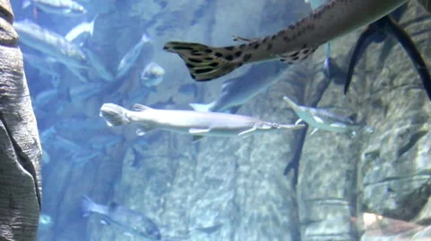 Fish7 1 Video stock 7754440